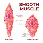 Muscle Contractions