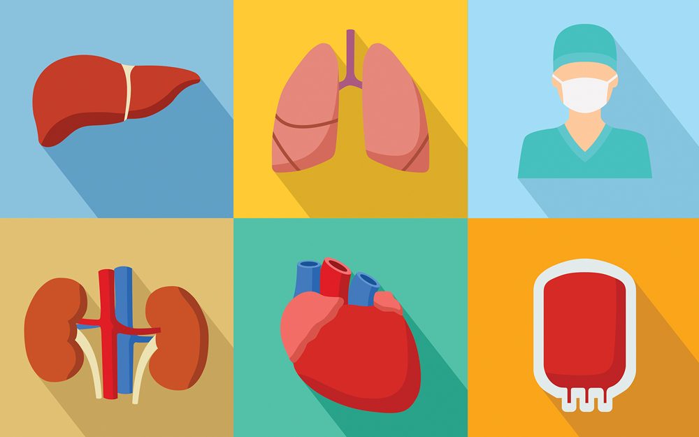 An illustration of several organs to answer common myths about organ donation.
