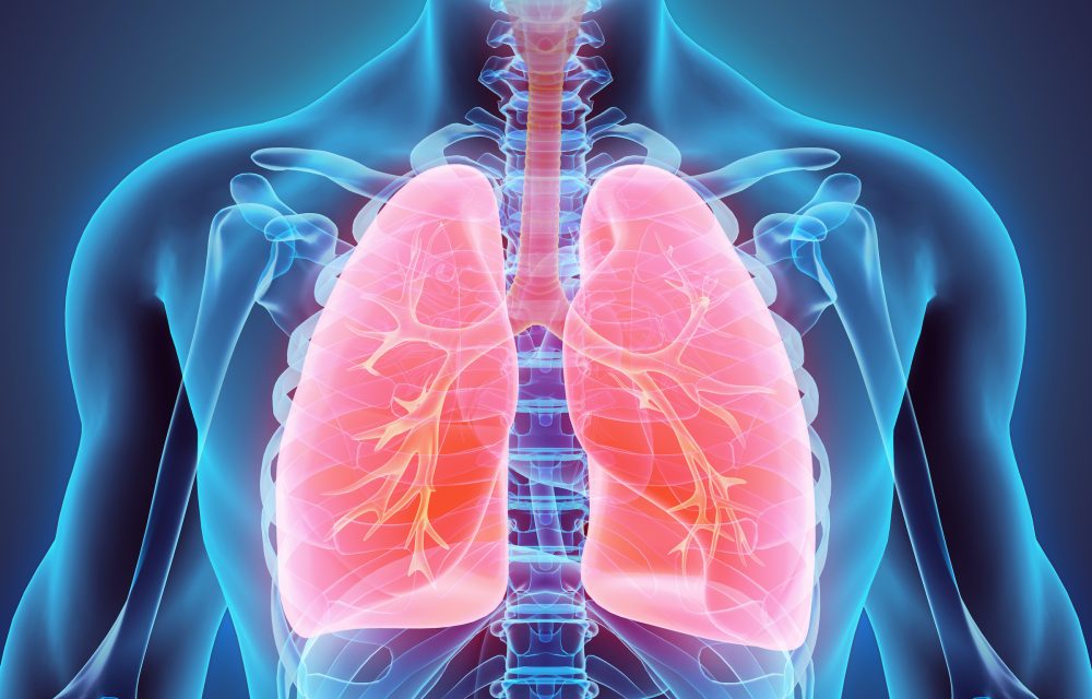 3D illustration of Lungs - Part of Human Organic.