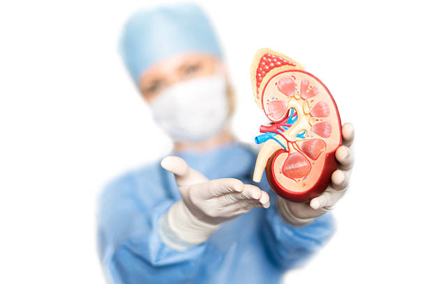 Surgeon holding artificial kidney